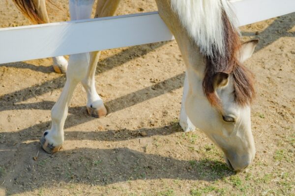 日清紡cm馬は本物cgどっち 歌声は誰 ひびなる